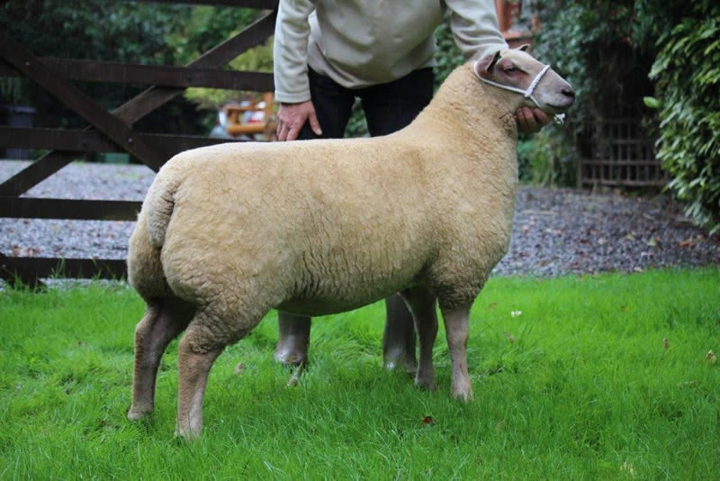 Edstaston Petula 15TG00441 Lot No. 102 Edstaston Petula 15TG00441 Lot No. 102